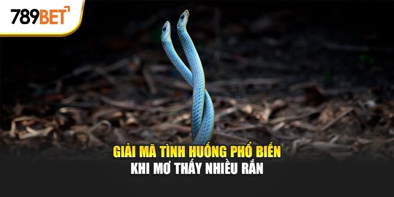 Giải mã tình huống phổ biến khi mơ thấy nhiều rắn