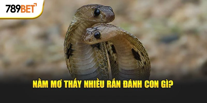 Nằm mơ thấy nhiều rắn đánh con gì