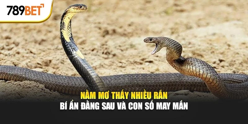 Nằm mơ thấy nhiều rắn đánh con gì