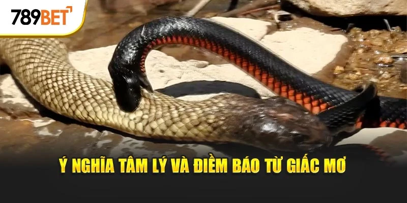 Ý nghĩa tâm lý và điềm báo từ giấc mơ